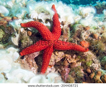 Underwater photograph of a Red Starfish on a reef.