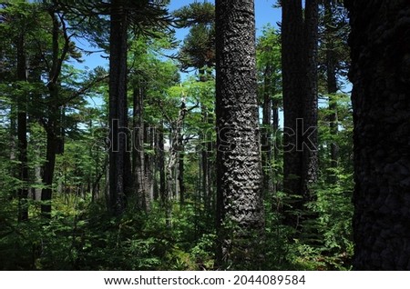 Araucaria araucana forest in Villarrica national park in Chile, South America nature Royalty-Free Stock Photo #2044089584