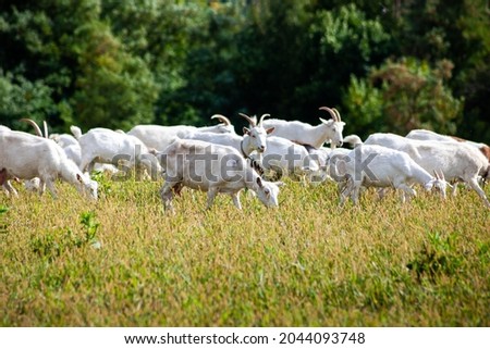 A herd of goats grazes in the meadow. Farming. Self-walking goat. Farm pasture. Summer day. Goats eat grass Royalty-Free Stock Photo #2044093748