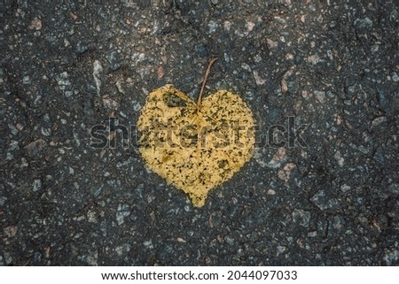 Heart-shaped Withered Linden Leaf on old road. Past love, withering and loneliness concept