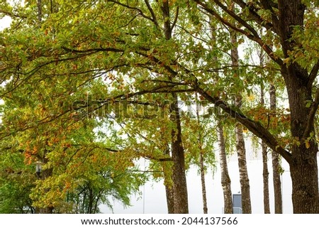 Trees in autumn with colored leaves.