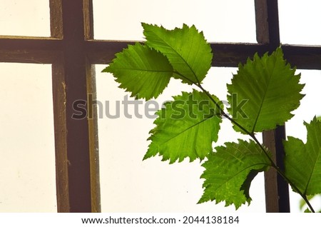 Branch of green leaves on the background of a wooden window of mill