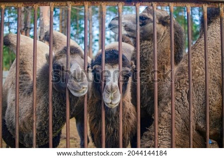 four muzzles of hairy camels in the Russian zoo behind the bars of the fence Royalty-Free Stock Photo #2044144184