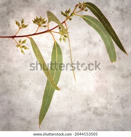 stylish textured old paper square background with Eucalyptus camaldulensis, introduced species on Canary Islands
