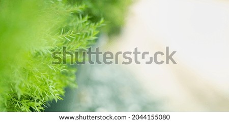 Nature of green leaf in garden at summer. Natural green leaves on blurred background, and space for texts.