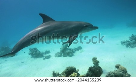 Aquatic mammals of the infraorder cetacean, belonging either to the dolphin family Royalty-Free Stock Photo #2044155239