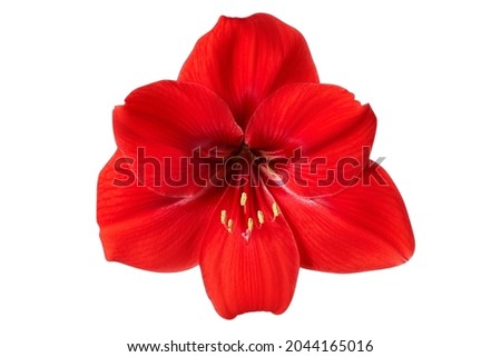 Red flower Amaryllis isolated on white background. For design. Closeup. Royalty-Free Stock Photo #2044165016