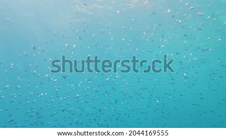 Underwater scene with tropical fish of the Indian Ocean