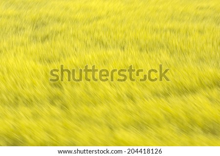 rice field and the wild. abstract yellow background