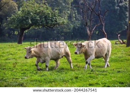 Two Charolais beef cows run in a row across a green pasture.
