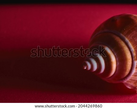 seashell detail in dark red background