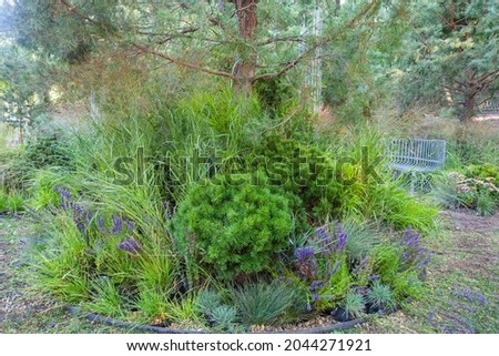 Coniferous trees and blue flowers on the flowerbed of the city park