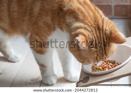 A brown-white cat eating food from the feeding table Royalty-Free Stock Photo #2044272812