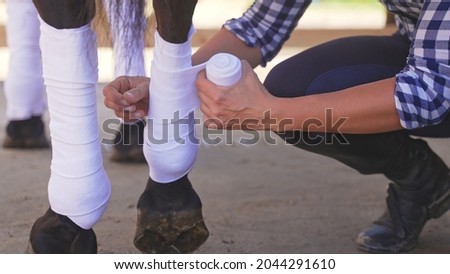 an unknown person squatting with a stretchy bandage wraps his legs around the horse in nature. High-quality photo