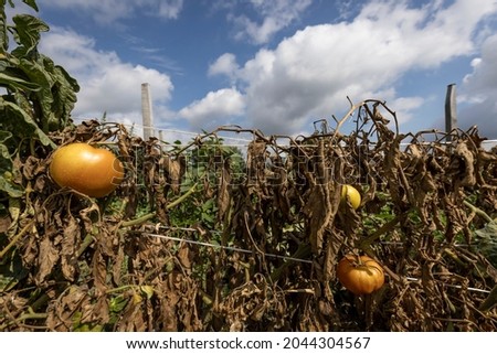 Dried out brown tomato plants in a failed crop Royalty-Free Stock Photo #2044304567
