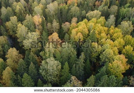 Yellow autumn forest. Photo from the drone. Top view