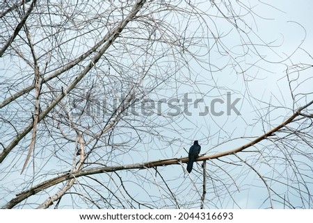 black crow on dry tree as background          