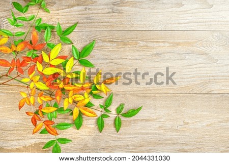 Twigs with autumn colored leaves on wooden background. Autumn concept. Copy space, flat lay, top view