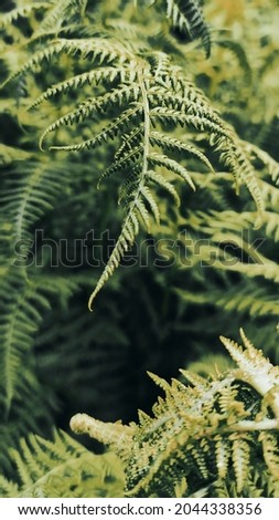 Ferns in the forest. close up of green ferns. Bali. Beautiful ferns leaves green foliage. Natural floral fern background in sunlight. beautiful and beautiful plants nice. a very beautiful picture