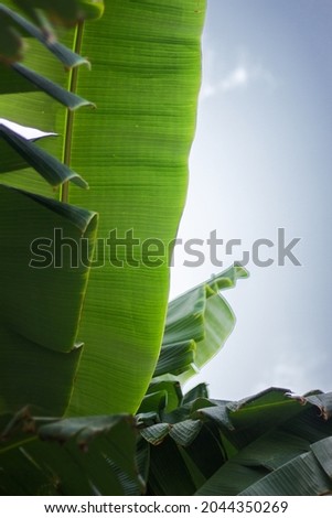 a detailed photo of a banana tree leaf and blue sky in the background