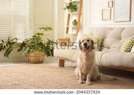 Adorable Golden Retriever dog in living room Royalty-Free Stock Photo #2044357424