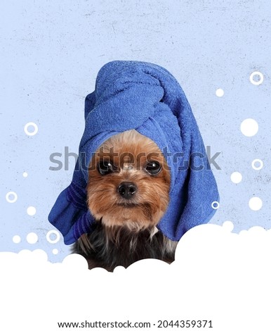 Showering. Cute little dog in bath towel sitting in soap foam. Modern design, contemporary art collage. Inspiration, idea, trendy urban magazine style. Beauty, pets, animal life