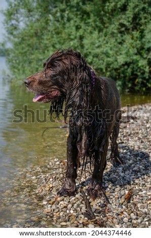 Funny brown spaniel catching water, playing at the beach. Vet dog with an orange dummy, jumping