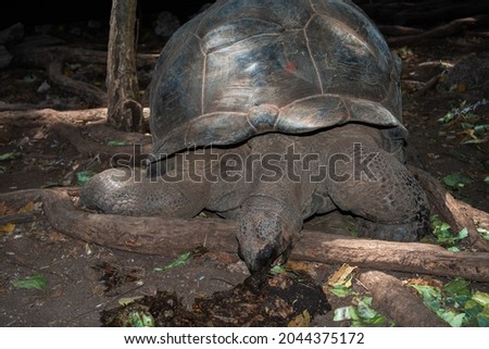 Giant turtle eats food on the background of tree roots.