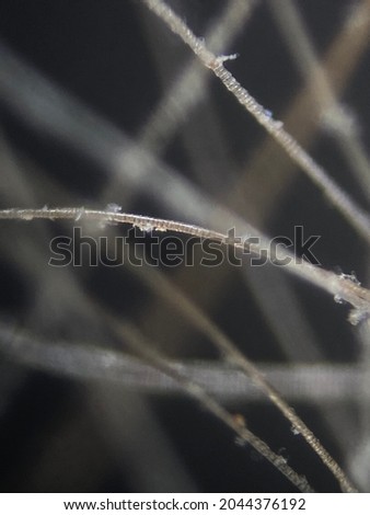 closeup photo of cat hair photographed by dissecting microscope
