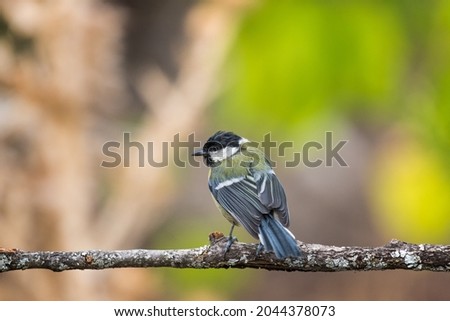 Garrapinos Coal Tit perched on a branch in the forest