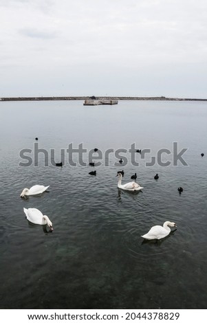 Flocks of birds near the touristic port of Mangalia, located at the coast of Black Sea in Constanta county, Romania.