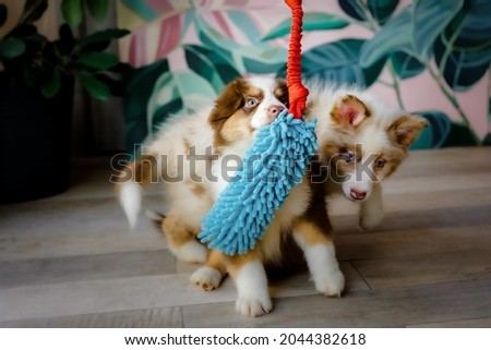 Beautiful Australian Shepherd puppies at home. Cute fluffy pups inside. Dogs playing. Dog litter. Dog kennel Royalty-Free Stock Photo #2044382618