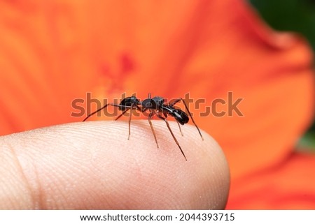 Male ant mimicking spider sits on my finger stock photo