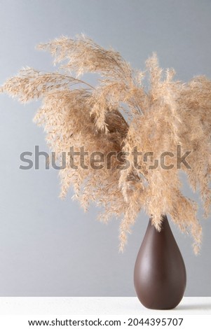Dry fluffy pampas grass in a vase on a gray background.