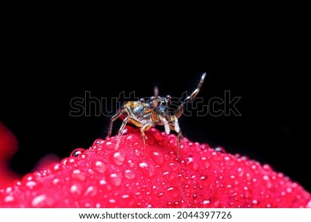 beautiful looking jumping spider on a red flower
