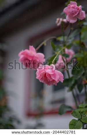 Photo of pink roses in the rain.