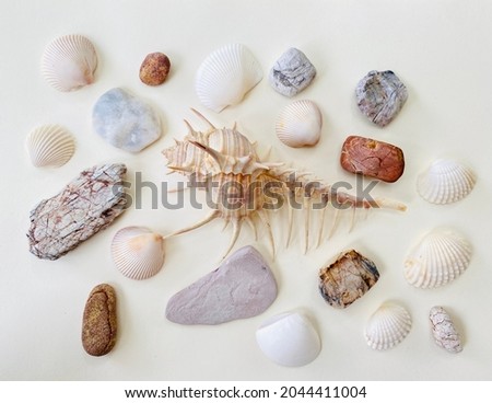 Seashell-Venus Comb Murex surrounded by Sand Pebbles in pastel colors ,Flat lay ,Top view designed on White background.