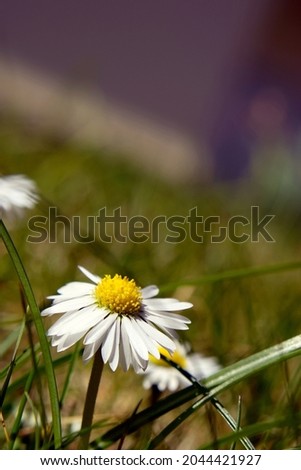 A picture of a daisy