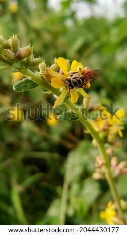 Close up of Honey bee on the flower 