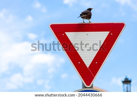 Crow sitting on Give Way road sign in a street
