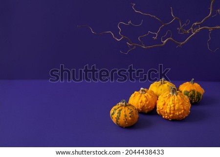 Variety of five decorative orange pumpkins with green spots and scary tree branch on purple background. Halloween holiday mockup concept. Autumn composition. Spooky dark photo. Copy space, still life.