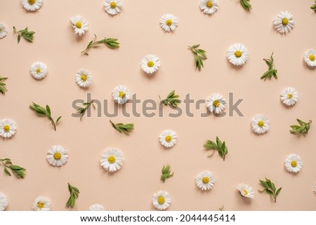 Abstract floral aesthetic background. Colourful chamomile flower buds and leaves on neutral peachy background. Beautiful flowers and petals template. Flat lay, top view