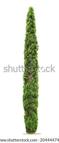 Green beautiful Cypress tree isolated on white background  Royalty-Free Stock Photo #204444742