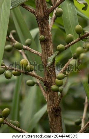 
upright photo of a coffee tree or olives plant Royalty-Free Stock Photo #2044448393