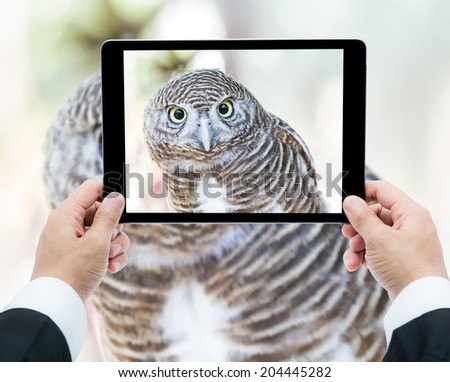 Businessman hands tablet taking pictures close up of an owl be cute