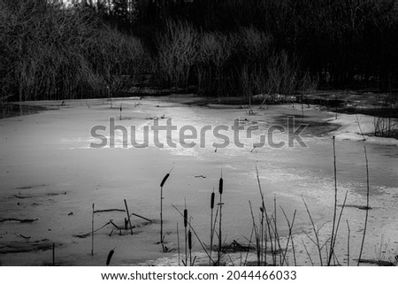 black and white monochrome version of spring landscape with pod with melting ice, some reeds and bulrush, overfown bushes in floods in Latvia