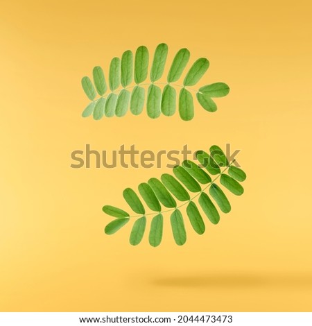 Green tamarind leaves falling in the air isolated on yellow background. High resolution image.