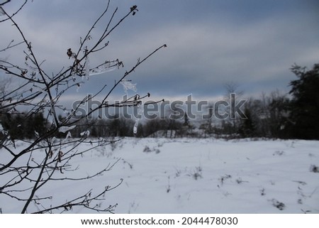 icy tree branches with snow-covered meadow in background
