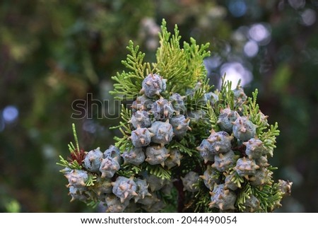 Platycladus orientalis Oriental arbor-vitae coniferous tree with inmmature seed cones and evergreen foliage Royalty-Free Stock Photo #2044490054