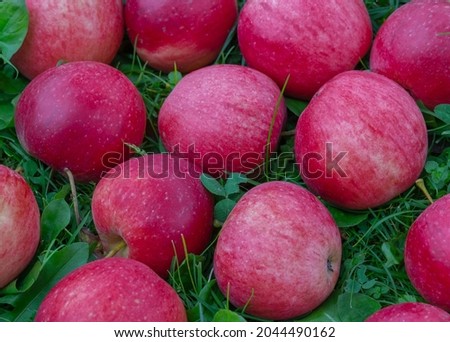 fallen red apples on the green grass in the garden. Autumn background. Thanksgiving. Food background. Copy space. Apple day, october 21